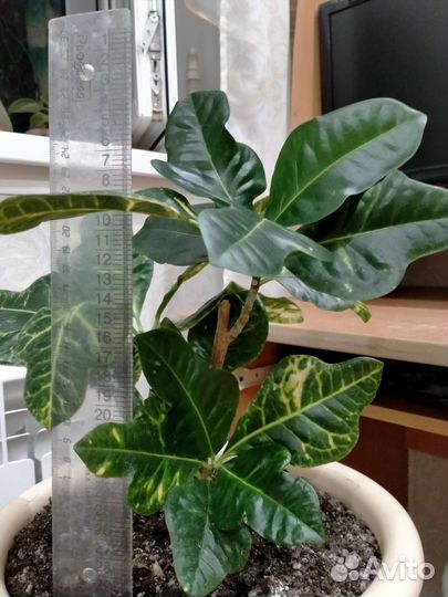 Кодиеум кротон