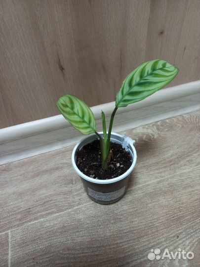 Комнатные растения разные