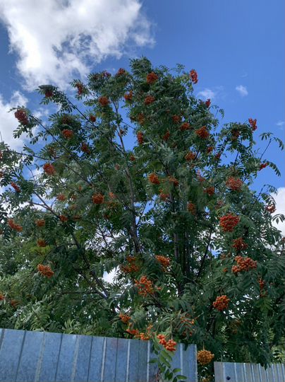 Дача 40 м² на участке 7,5 сот.