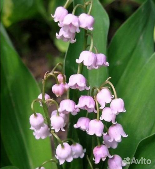 Корни розовые ландыши многолетние