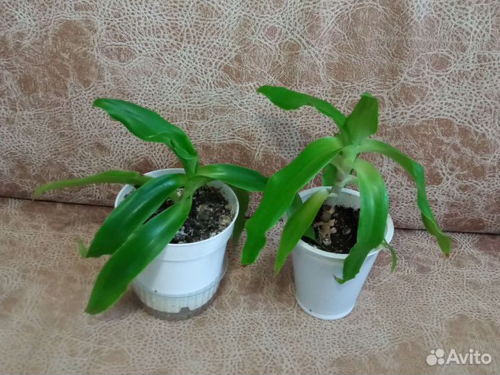 Растение золотой ус (лечебное)