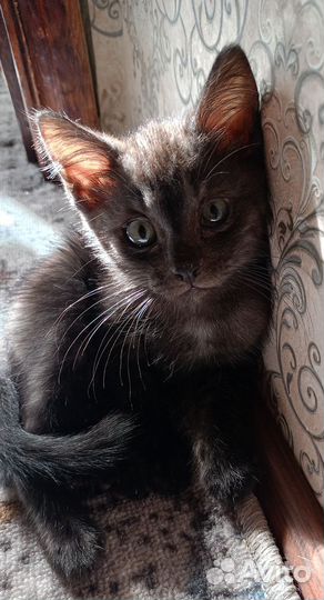 Котик в дар бесплатно