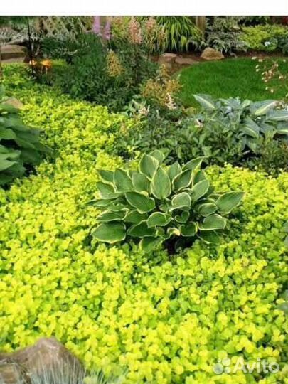 Вербейник монетчатый