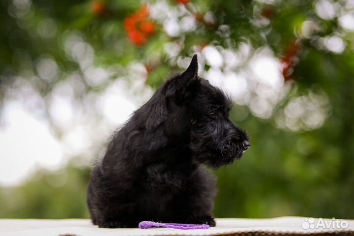 Шотландский терьер