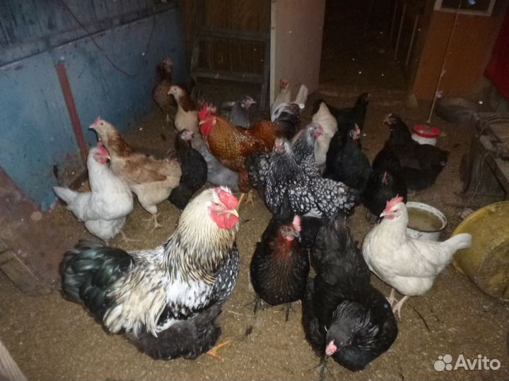 Яйцо на инкубацию