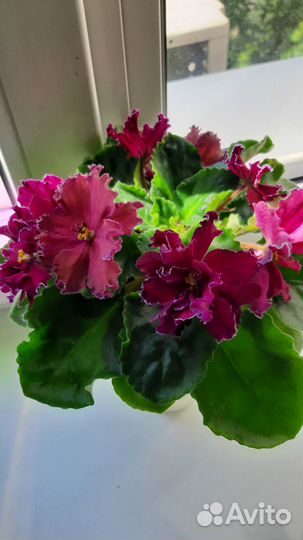 Сортовые фиалки