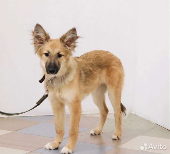 Жизнерадостный щенок