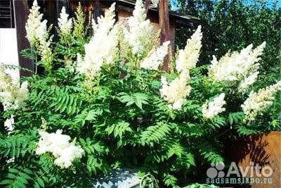 Рябинник рябиннолистный обмен