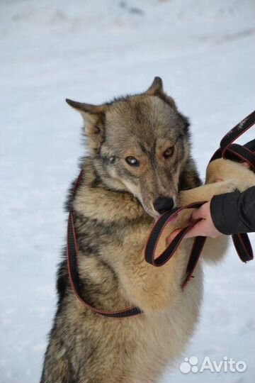 Остин ищет дом