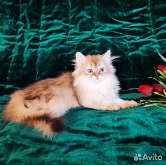 Британская длинношерстная золотая шиншилла