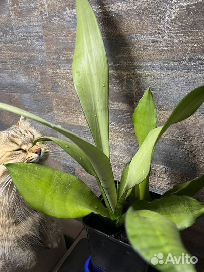 Сансевиерия муншайн