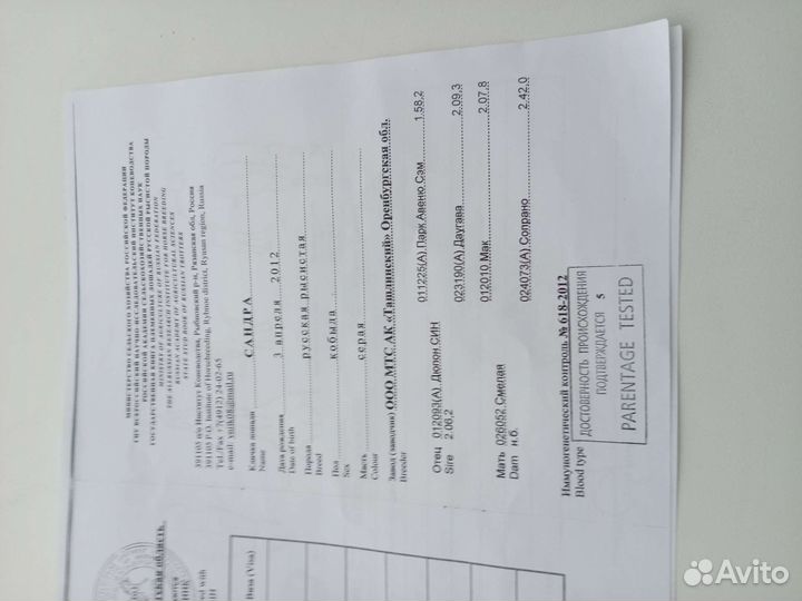 Жиребчик 2.4