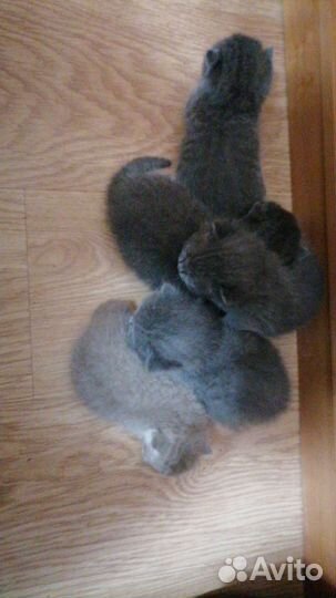 Британская