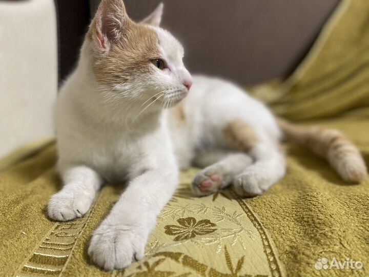 Кошка в добрые руки