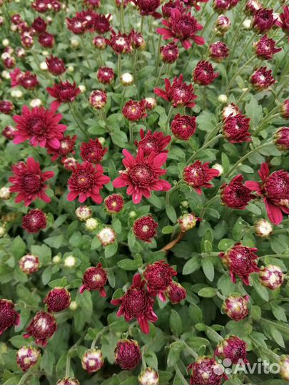 Хризантемы мультифлора