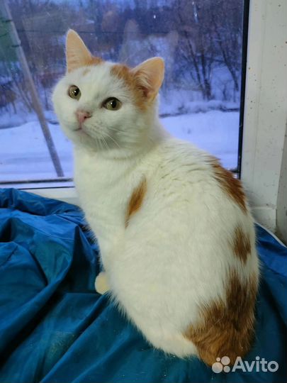 Нежный котик Лунтик