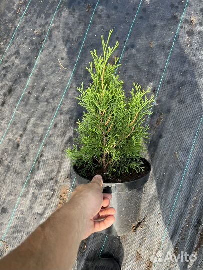 Туя западная Смарагд