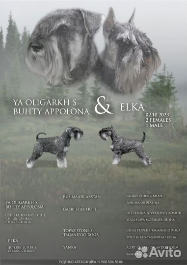 Цвергшнауцер