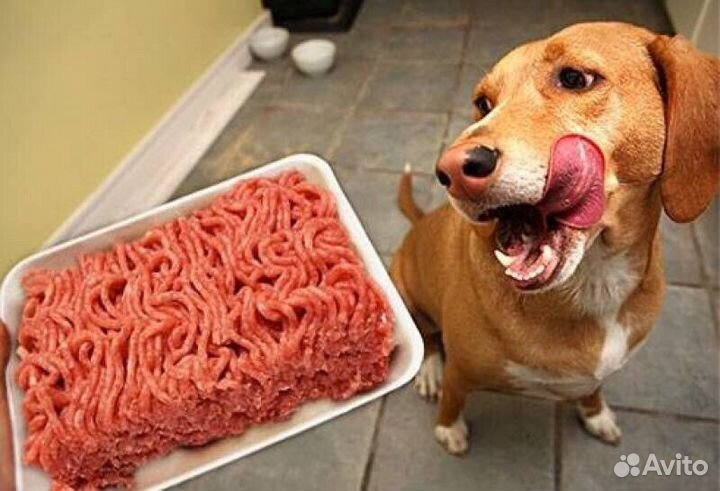 Мясо для собак. Магазин