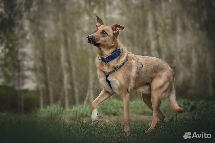Собака-компаньон в добрые руки