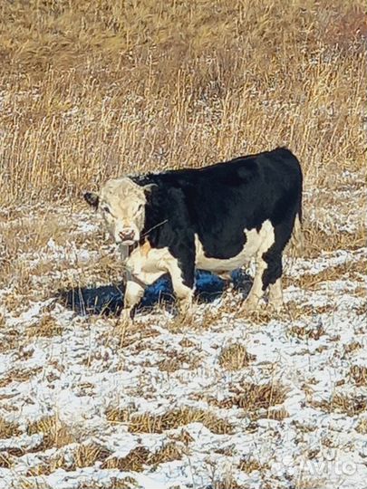 Продам Быков