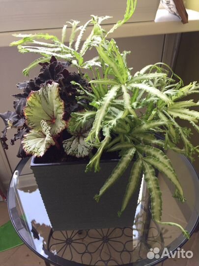 Композиция интерьерная из живых растений