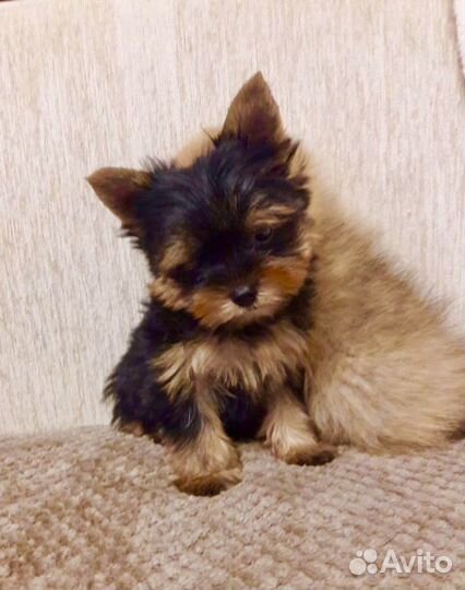 Йоркширский терьер мальчик