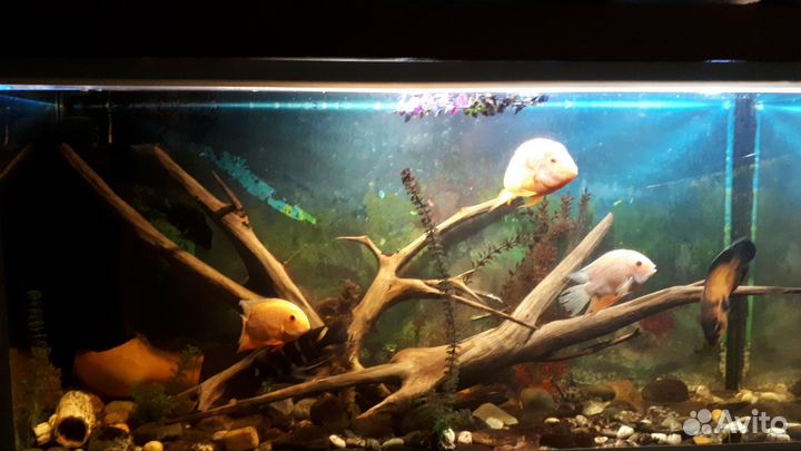 Украшения для аквариума