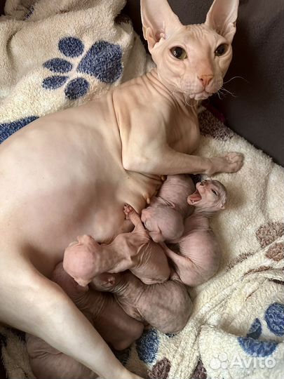 Донской сфинкс