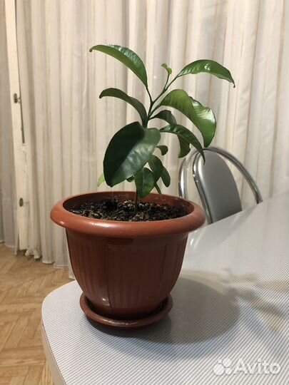 Цветы разные. Замиокулькас (Долларовое дерево)