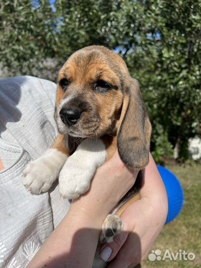 Бигль щенок