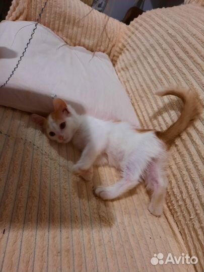 Котёнок (девочка)