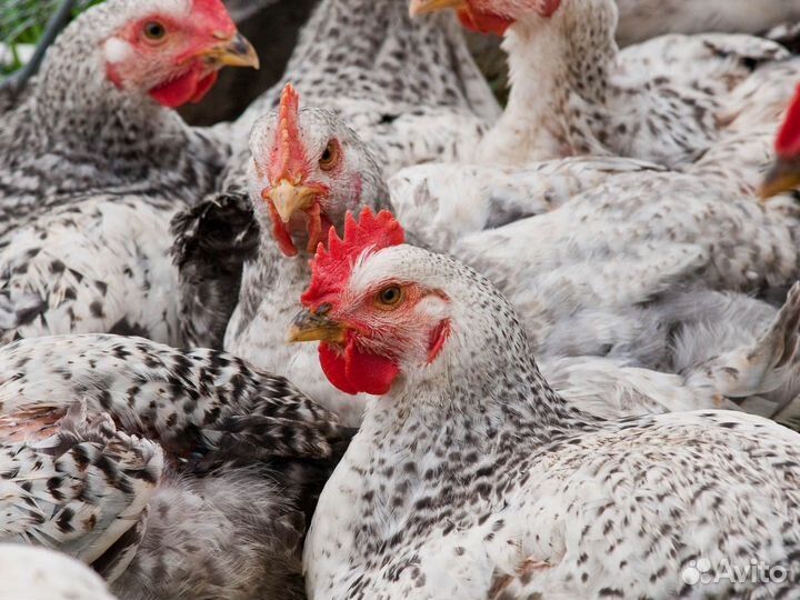 Инкубационное яйцо цветного бройлера Master Grey