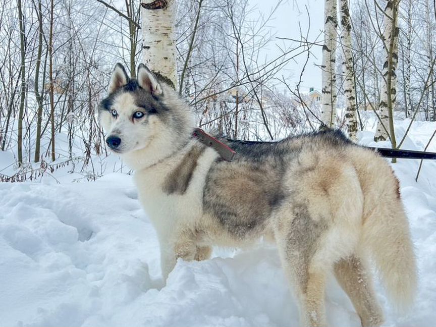 Хаски в добрые руки