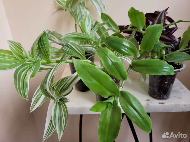 Традесканция белая,зелёная,зебрина