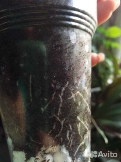 Педилантус