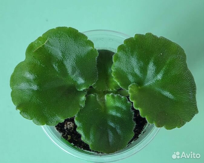 Детки сортовой фиалки