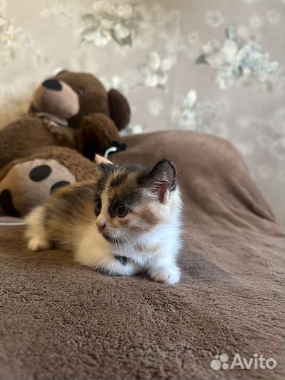 Котята ищут дом