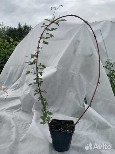 Клематис тайга