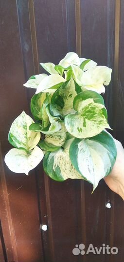 Эпипремнум