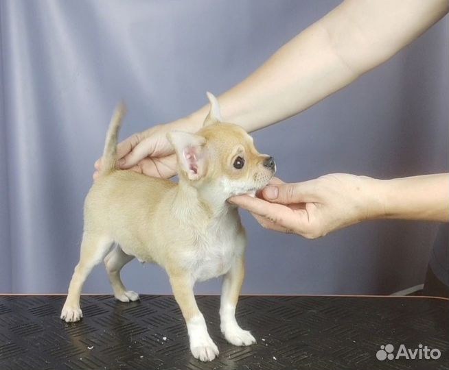 Чихуахуа щенки