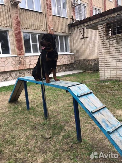 Услуги кинолога