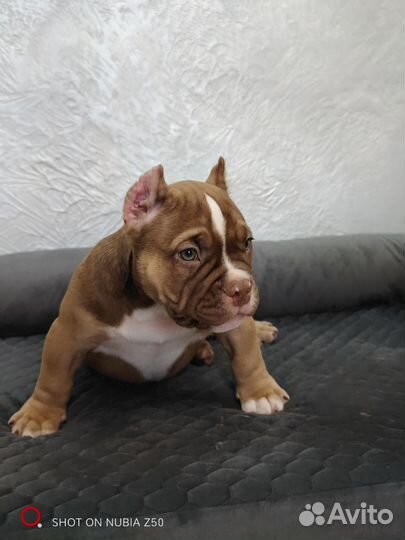 Щенок Американский булли