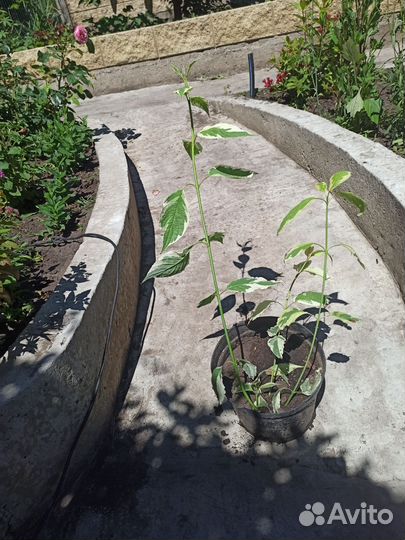 Дерен Альба (саженец в горшке )