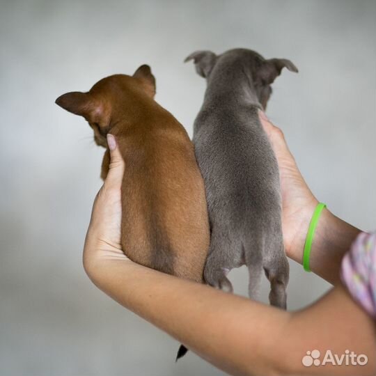 Мальчик той терьер