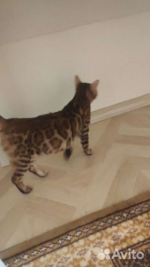 Бенгальская кошка