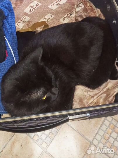 Кошка в дар бесплатно