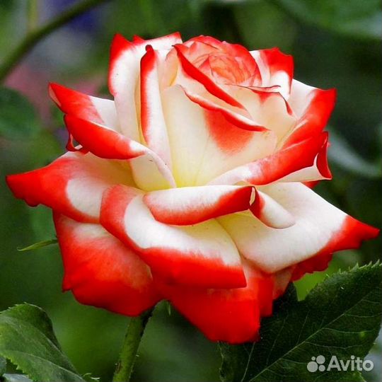 Розы сортовые