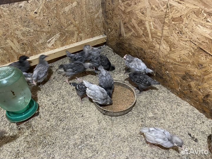 Цыплята Доминант Д107