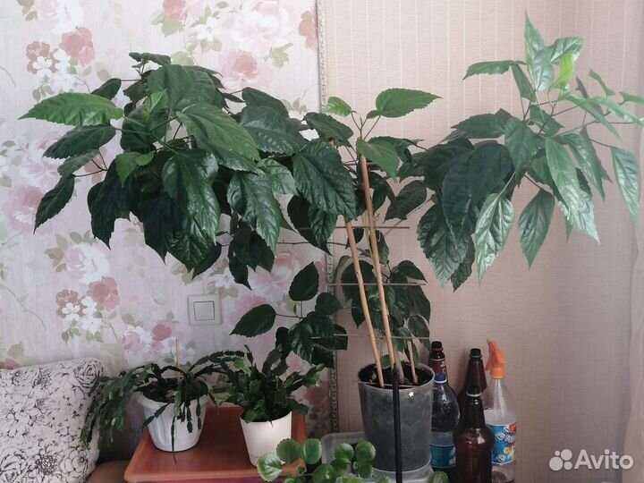 Гибискус (китайская роза)